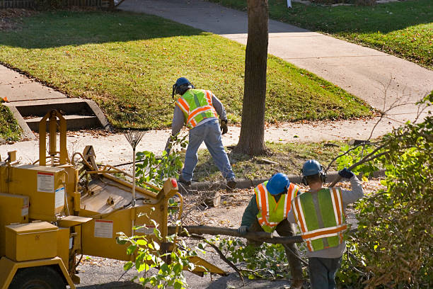 Professional Tree Care Services in Emerson, GA